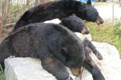 2012-CAMPDENIS-bear_25