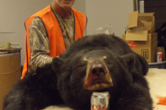 2014-CAMPDENIS-bear_38