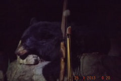 2018-CAMPDENIS-bear_29