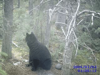 animation_bear_cam